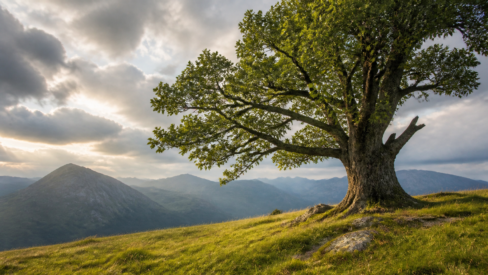 A mature oak standing on a hillside beneath clearing clouds.